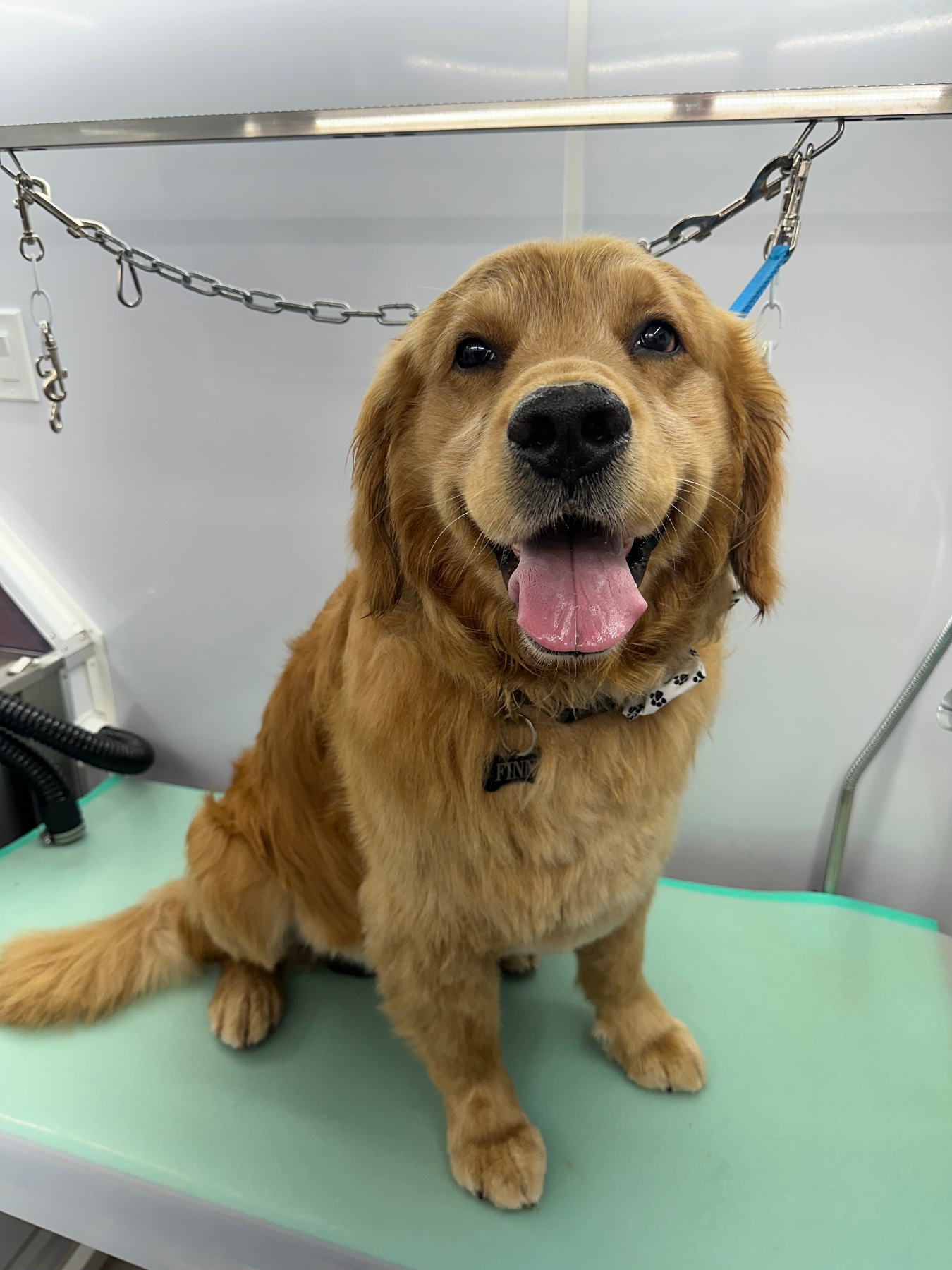Bo’s Nose Best Pet Care LLC project photo 14