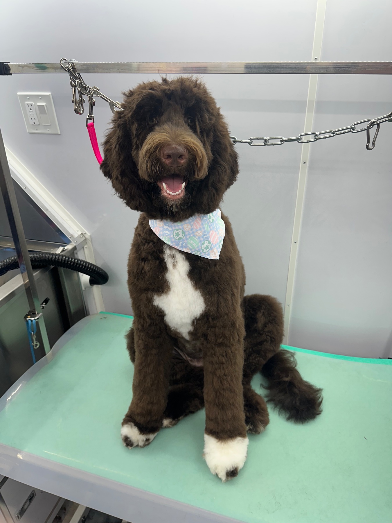 Bo’s Nose Best Pet Care LLC project photo 15