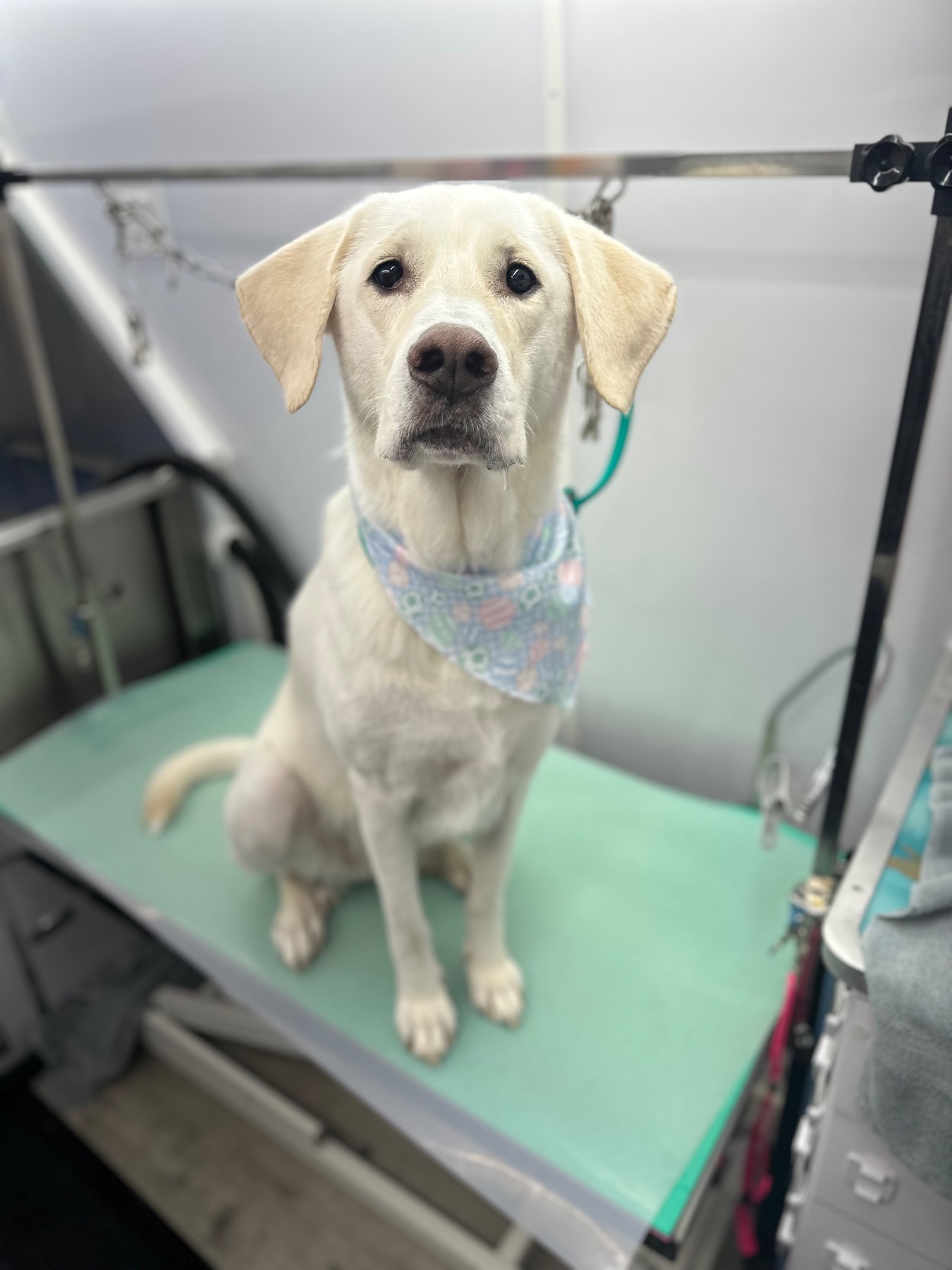 Bo’s Nose Best Pet Care LLC project photo 16