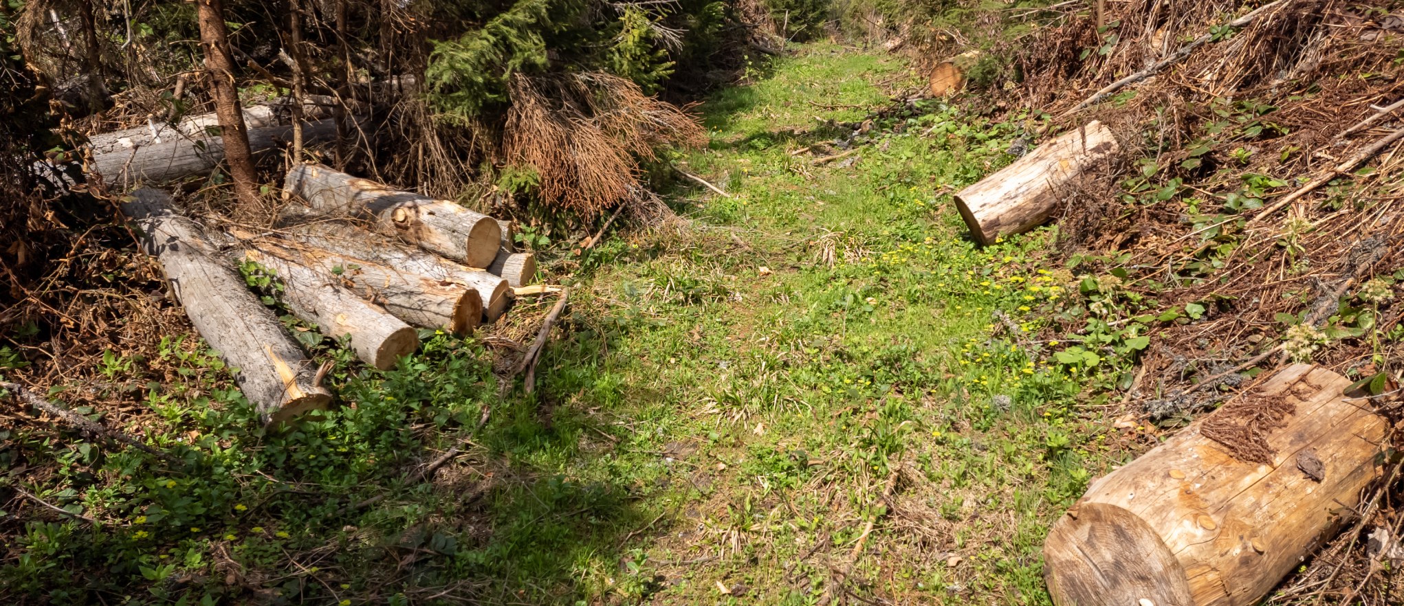 Night and Day Land Clearing project photo 2