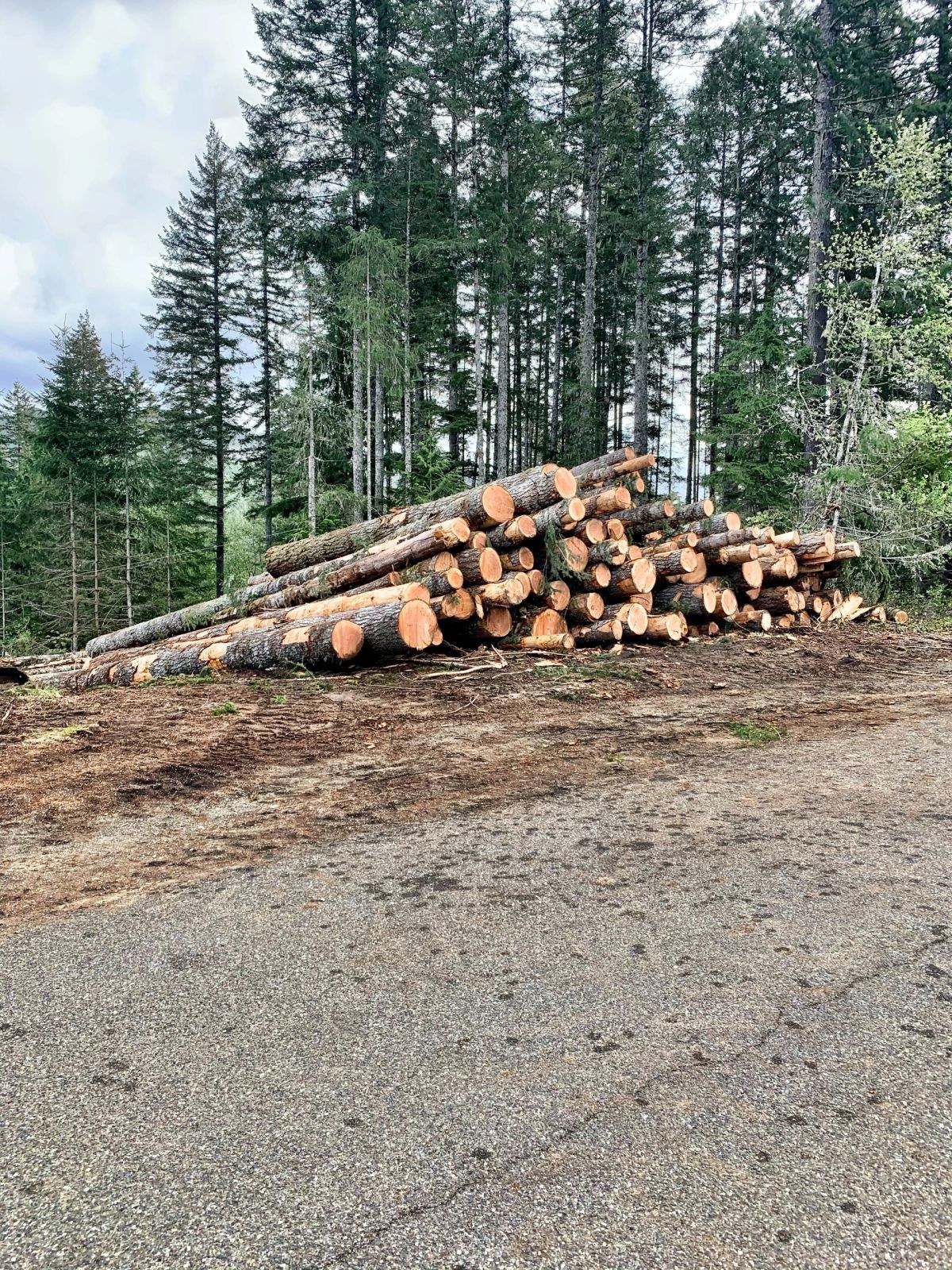 Justice Logging & Excavation project photo 9
