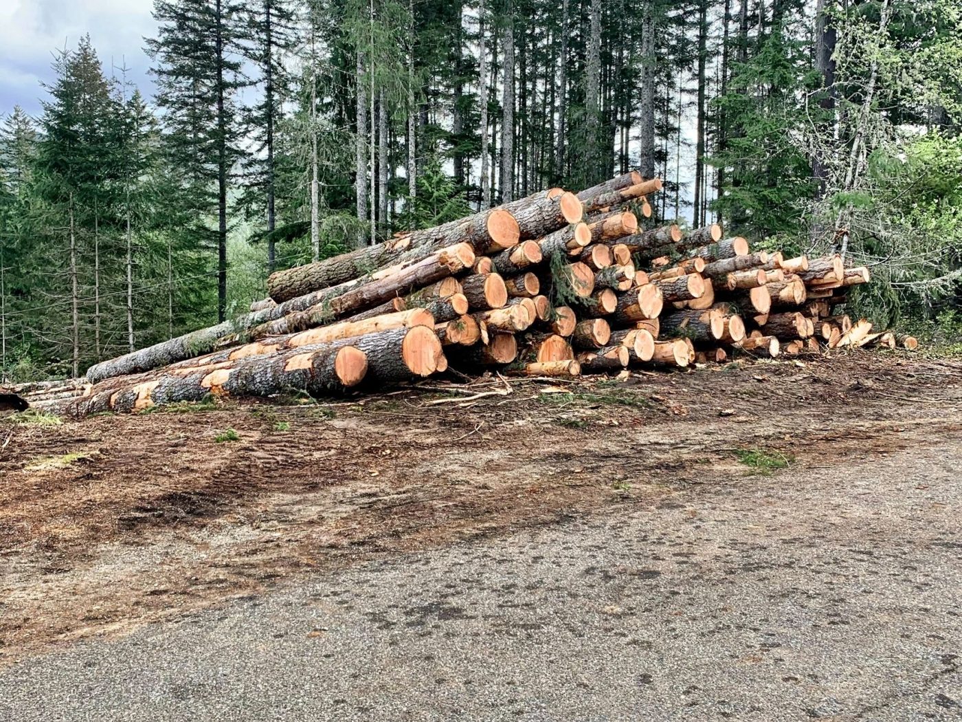 Justice Logging & Excavation project photo 3