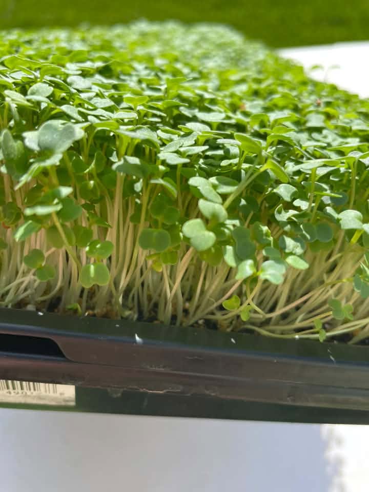 Fresh Microgreens — Boomdog Greens